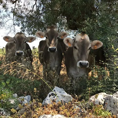Casa Farfaglia Gospodarstwo wiejskie Noto