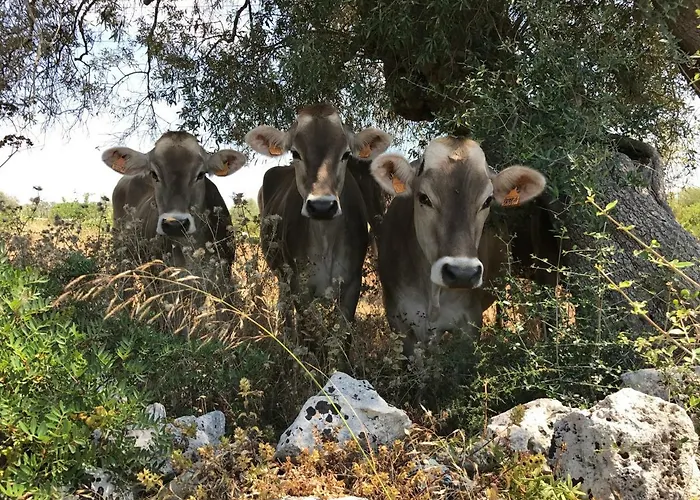 Casa Farfaglia בית כפרי נוטו